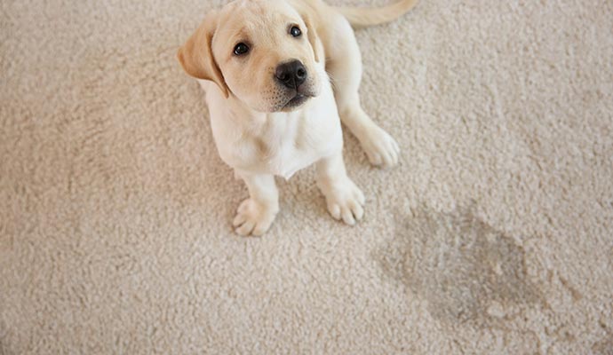 Puppy sitting on a carpet with a wet spot.