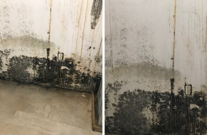 Black mold growing on a bathroom wall